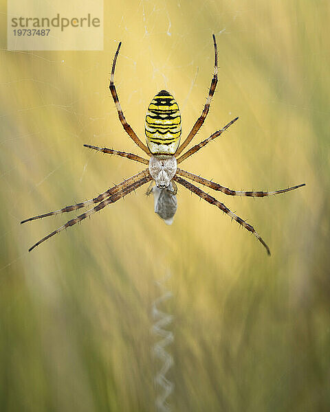 Wespenspinne (Argiope bruennichi) im Netz zwischen langem Gras  Elmley Nature Reserve  Isle of Sheppey  Kent  England  Vereinigtes Königreich  Europa