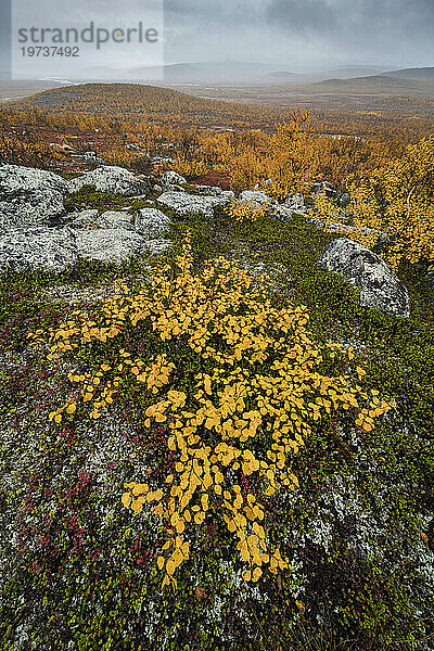 View looking towards Tarvantovaara Wilderness Area with silver birch in autumn colour  Finland  Europe