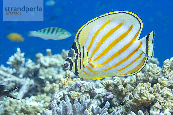 Ein ausgewachsener reich verzierter Falterfisch (Chaetodon ornatissimus) vor der Insel Bangka  in der Nähe von Manado  Sulawesi  Indonesien  Südostasien  Asien