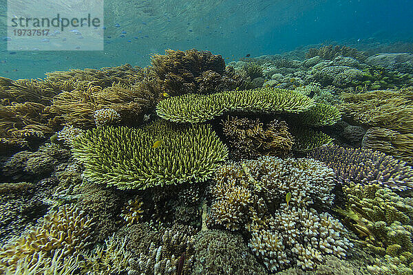 Reichhaltiges Leben im kristallklaren Wasser in den flachen Riffen vor Sandy Beach  Manta Point  Raja Ampat  Indonesien  Südostasien  Asien