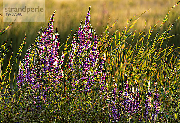 Blutweiderich (Lythrum salicaria) im Abendsonnenlicht  Elmley Nature Reserve  Isle of Sheppey  Kent  England  Vereinigtes Königreich  Europa