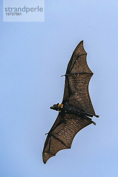 Gewöhnlicher Röhrennasenflughund (Nyctimene albiventer)  in der Luft über Pulau Panaki  Raja Ampat  Indonesien  Südostasien  Asien