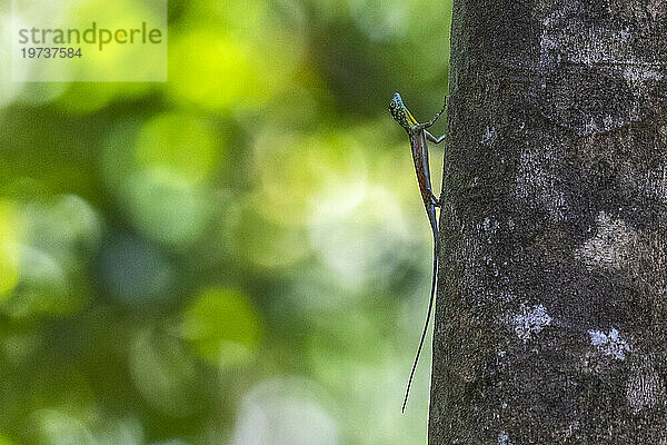 Ein fliegender Drache  Draco spp  eine baumbewohnende insektenfressende Agamidenechse im Naturschutzgebiet Tangkoko Batuangus  Sulawesi  Indonesien  Südostasien  Asien