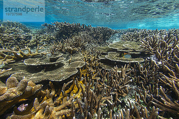 Reichhaltiges Leben im kristallklaren Wasser in den flachen Riffen der Äquatorinseln  Raja Ampat  Indonesien  Südostasien  Asien