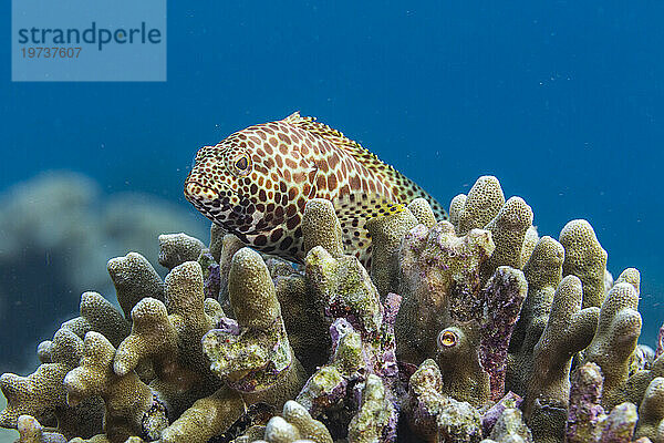 Ein erwachsener Wabenzackenbarsch (Epinephelus merra) vor der Insel Bangka  in der Nähe von Manado  Sulawesi  Indonesien  Südostasien  Asien