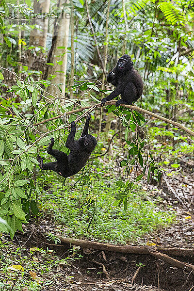 Junger Celebes-Schonkopfmakak (Macaca nigra)  beim Spielen im Naturschutzgebiet Tangkoko Batuangus  Sulwesi  Indonesien  Südostasien  Asien