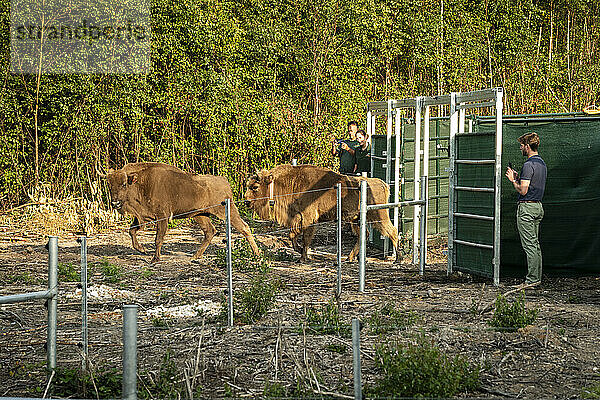 Europäischer Bison (Bison bonasus)  Weibchen (Kuh)  wird im Rahmen des Wilder Blean-Projekts in den Wald entlassen  Kent  England  Vereinigtes Königreich  Europa