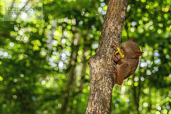 Ein Gursky-Spektralmaki (Tarsius Spectrumgurskyae)  der eine Heuschrecke im Naturschutzgebiet Tangkoko Batuangus  Sulawesi  Indonesien  Südostasien  Asien frisst