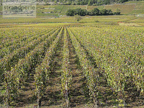 Weinberge von Puligny Montrachet  Route des Grands Crus  Côte d'Or  Burgund  Frankreich  Europa