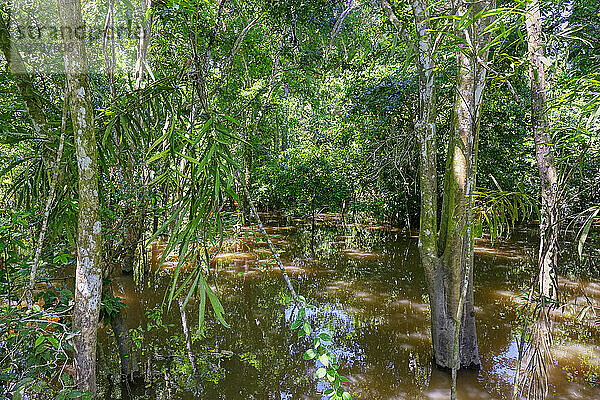 Überfluteter Wald entlang des Rio Negro  Manaus  Bundesstaat Amazonien  Brasilien  Südamerika