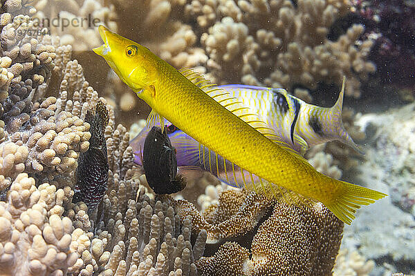 Ein erwachsener Zigarren-Lippfisch (Cheilio inermis) vor der Insel Bangka  in der Nähe von Manado  Sulawesi  Indonesien  Südostasien  Asien