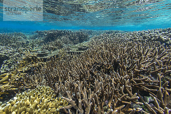 Reichhaltiges Leben im kristallklaren Wasser in den flachen Riffen der Äquatorinseln  Raja Ampat  Indonesien  Südostasien  Asien