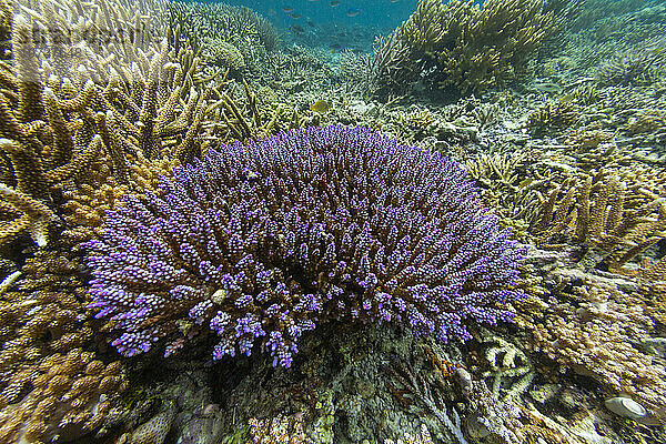 Reichhaltiges Leben im kristallklaren Wasser in den flachen Riffen vor Sandy Beach  Manta Point  Raja Ampat  Indonesien  Südostasien  Asien