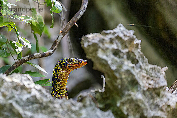 Ein erwachsener Mangrovenwaran (Varanus indicus) auf der Suche nach Nahrung in der Wayag Bay  Raja Ampat  Indonesien  Südostasien  Asien