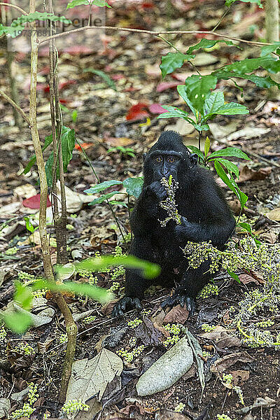 Erwachsener männlicher Schopfmakak (Macaca nigra)  auf Nahrungssuche im Naturschutzgebiet Tangkoko Batuangus  Sulawesi  Indonesien  Südostasien  Asien