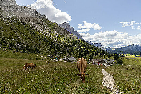 Naturpark Puez-Geisler  Val di Funes  Bezirk Bozen  Südtirol (Südtirol)  Italien  Europa