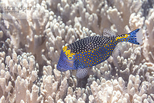 Ein erwachsener gefleckter Kofferfisch (Ostracion meleagris) vor der Insel Bangka  in der Nähe von Manado  Sulawesi  Indonesien  Südostasien  Asien