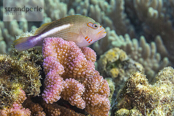 Ein ausgewachsener Bogenaugen-Falkenfisch (Paracirrhites arcatus) vor der Insel Bangka  in der Nähe von Manado  Sulawesi  Indonesien  Südostasien  Asien