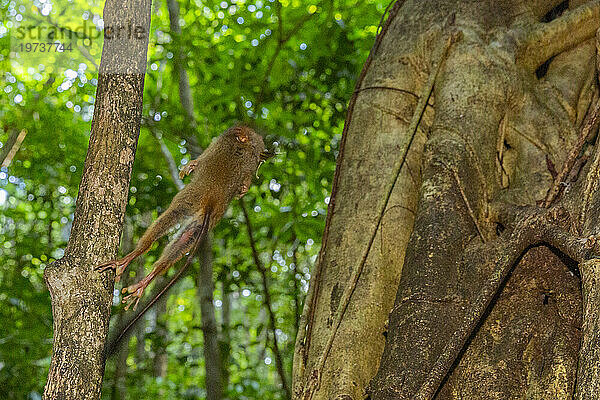 Ein Gursky-Spektralmaki (Tarsius Spectrumgurskyae)  der eine Heuschrecke im Naturschutzgebiet Tangkoko Batuangus  Sulawesi  Indonesien  Südostasien  Asien frisst