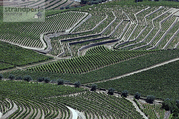 Weinberge im Douro-Tal im Herzen der Weinregion Alto Douro  Pinhao  Portugal  Europa