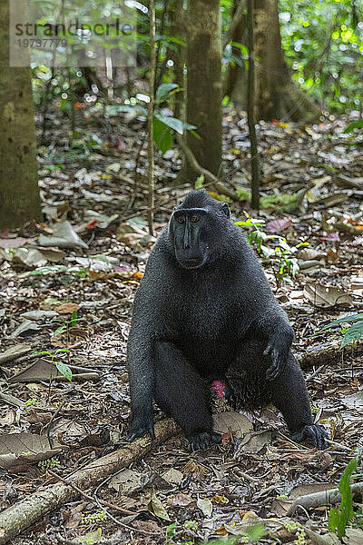 Ein erwachsener männlicher Celebes-Schonkopfmakak (Macaca nigra)  der im Tangkoko Batuangus Nature Reserve  Sulawesi  Indonesien  Südostasien  Asien auf Nahrungssuche geht