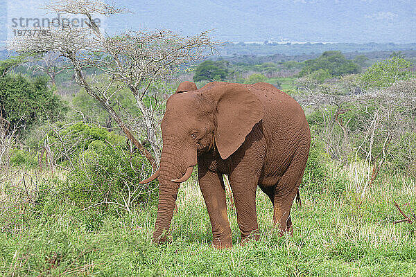 Afrikanischer Buschelefant (Loxodonta africana)  bedeckt mit roter Erde  beim Wandern in der Savanne  Provinz Kwazulu Natal  Südafrika  Afrika