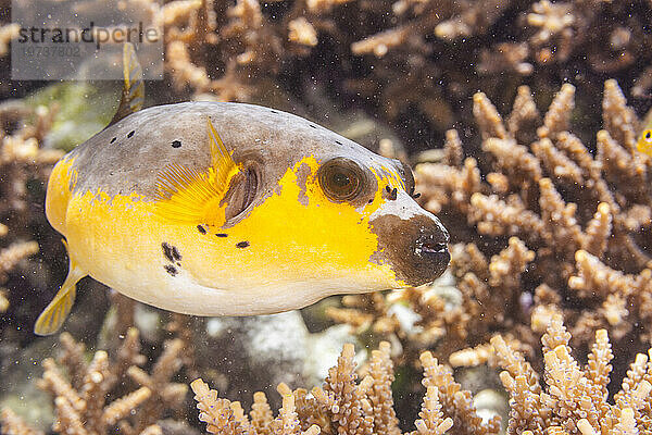 Ein ausgewachsener Schwarzfleckkugelfisch (Arothron nigropunctatus) vor der Insel Bangka  in der Nähe von Manado  Sulawesi  Indonesien  Südostasien  Asien