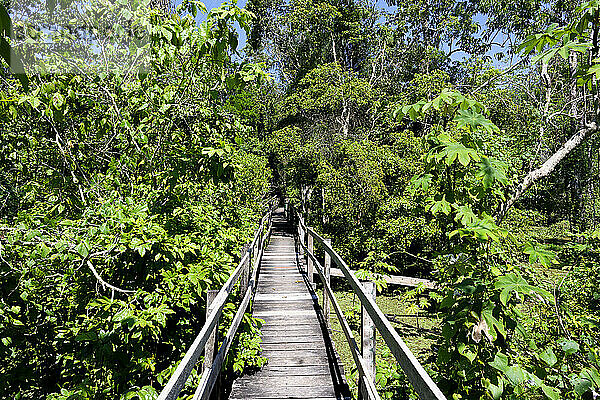 Promenade im überschwemmten Wald entlang des Rio Negro  Manaus  Bundesstaat Amazonien  Brasilien  Südamerika