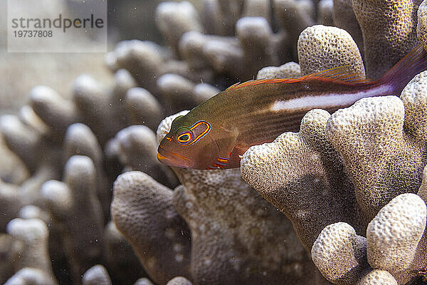 Ein ausgewachsener Bogenaugen-Falkenfisch (Paracirrhites arcatus) vor der Insel Bangka  in der Nähe von Manado  Sulawesi  Indonesien  Südostasien  Asien