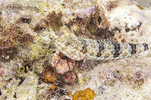 Ein erwachsener bunter Eidechsenfisch (Synodus variegatus)  vor der Insel Bangka  in der Nähe von Manado  Sulawesi  Indonesien  Südostasien  Asien