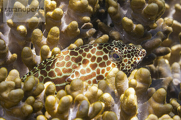 Ein erwachsener Wabenzackenbarsch (Epinephelus merra) vor der Insel Bangka  in der Nähe von Manado  Sulawesi  Indonesien  Südostasien  Asien