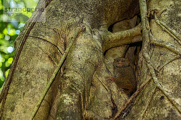 Ein ausgewachsener Gursky-Spektralmaki (Tarsius Spectrumgurskyae)  im Naturschutzgebiet Tangkoko Batuangus  Sulawesi  Indonesien  Südostasien  Asien