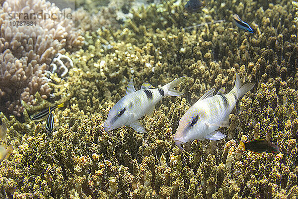 Ein Paar ausgewachsener Meerbarbenfische (Parupeneus multifasciatus) vor der Insel Bangka  in der Nähe von Manado  Sulawesi  Indonesien  Südostasien  Asien