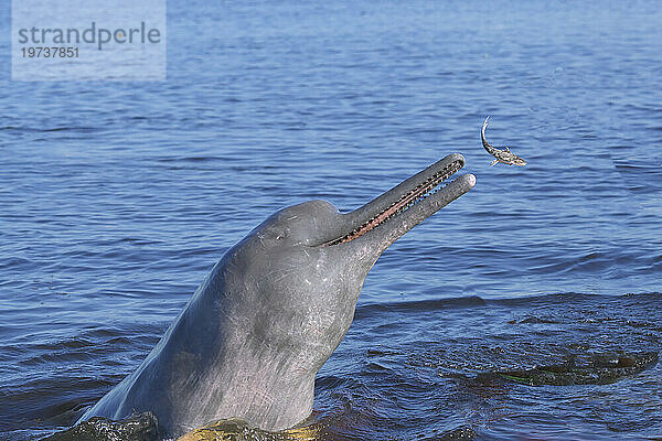 Jagd auf Amazonasdelfine (Rosa Amazonasdelfine (Inia geoffrensis)  Rio Negro  Manaus  Amazonasstaat  Brasilien  Südamerika