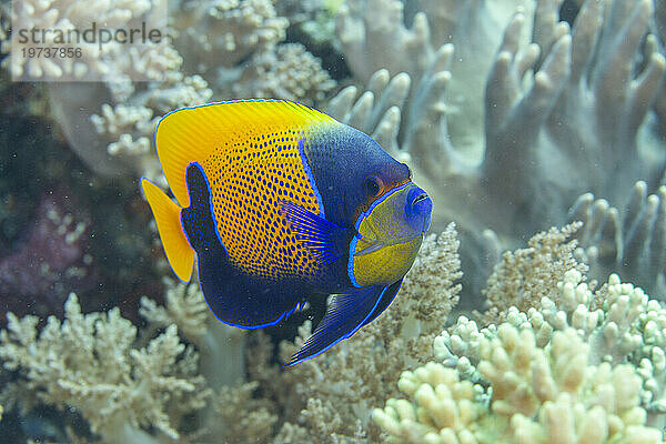 Ein ausgewachsener blauer Gürtelkaiserfisch (Pomacanthus navarchus) vor der Insel Bangka  vor der nordöstlichen Spitze von Sulawesi  Indonesien  Südostasien  Asien