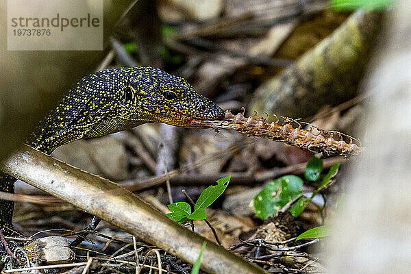 Ein erwachsener Mangrovenwaran (Varanus indicus)  der einen Tausendfüßler in Wayag Bay  Raja Ampat  Indonesien  Südostasien  Asien frisst