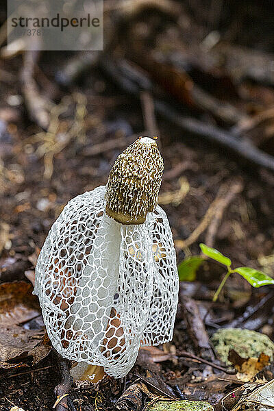 Brautschleierstinkhorn (Phallus indusiatus)  wächst auf der Insel Waigeo  Raja Ampat  Indonesien  Südostasien  Asien