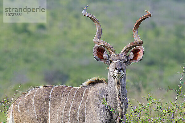 Männlicher Großer Kudu (Tragelaphus strepsiceros) in der Savanne  Provinz Kwazulu Natal  Südafrika  Afrika