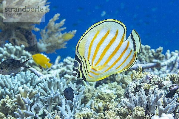 Ein ausgewachsener reich verzierter Falterfisch (Chaetodon ornatissimus) vor der Insel Bangka  in der Nähe von Manado  Sulawesi  Indonesien  Südostasien  Asien