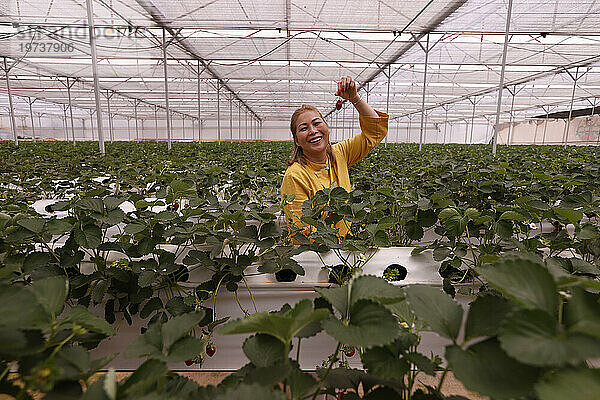 Erdbeerreihe in einem Gewächshaus  Bio-Hydrokultur-Gemüsefarm  Dalat  Vietnam  Indochina  Südostasien  Asien