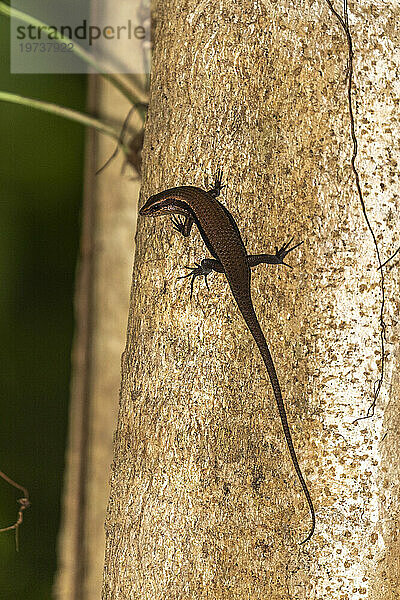 Ein ausgewachsener Sonnenskink (Eutropis multifaciata)  auf einem Baum im Naturschutzgebiet Tangkoko Batuangus  Sulawesi  Indonesien  Südostasien  Asien