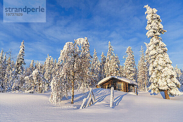 Blauer Himmel über einem einsamen Häuschen inmitten eines mit Eis und Schnee bedeckten borealen Waldes  Kangos  Norrbotten  Schwedisch-Lappland  Schweden  Skandinavien  Europa