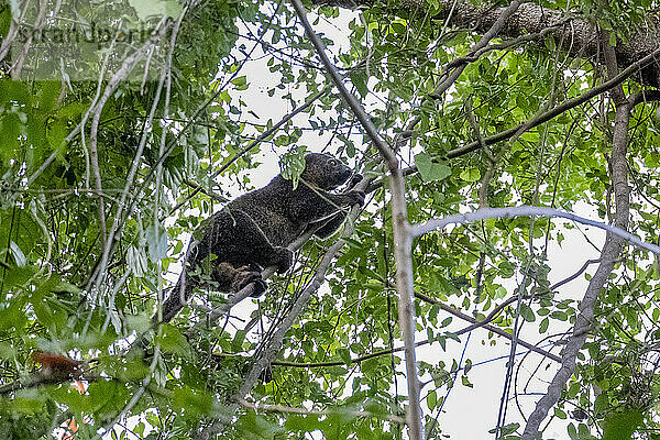 Ein erwachsener Sulawesi-Bärenkuskus (Ailerons ursinus) in einem Baum im Naturschutzgebiet Tangkoko Batuangus  Sulawesi  Indonesien  Südostasien  Asien