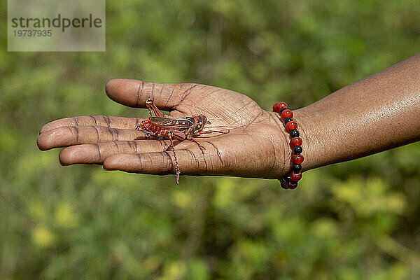 Heuschrecke in der Hand in Toubacouta  Senegal  Westafrika  Afrika