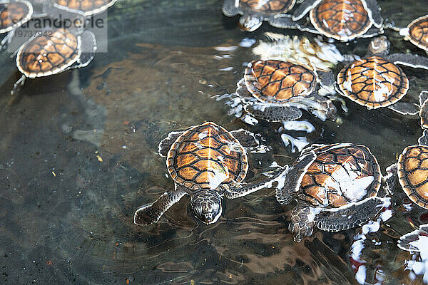 Eine Wanne voller Jungtiere der Grünen Meeresschildkröte (Chelonia mydas)  Tangkoko National Preserve auf der Insel Sulawesi  Indonesien  Südostasien  Asien