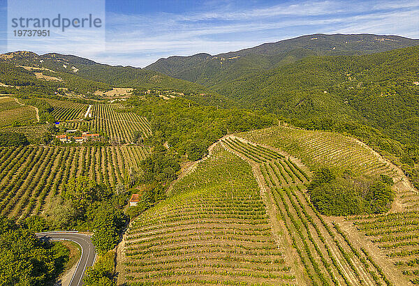 Erhöhter Blick auf Weinberge in der Nähe von Borello  Emilia Romagna  Italien  Europa