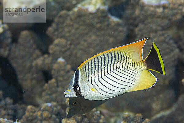 Ein erwachsener Chevron-Falterfisch (Chaetodon trifascialis)  vor der Insel Bangka  in der Nähe von Manado  Sulawesi  Indonesien  Südostasien  Asien