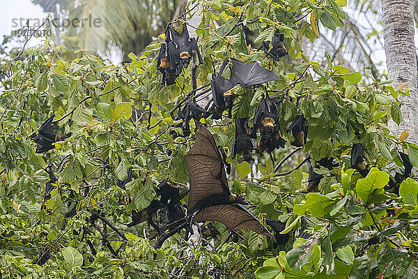 Gewöhnlicher Röhrennasenflughund (Nyctimene albiventer)  Schlafplatz auf Pulau Panaki  Raja Ampat  Indonesien  Südostasien  Asien