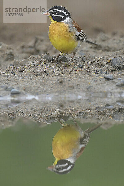 Goldbrustammer (Emberiza flaviventris) spiegelt sich im Teich  Provinz Kwazulu Natal  Südafrika  Afrika