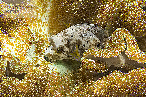 Ein ausgewachsener Schwarzfleckkugelfisch (Arothron nigropunctatus) vor der Insel Bangka  in der Nähe von Manado  Sulawesi  Indonesien  Südostasien  Asien